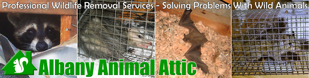 Albany Animal Attic